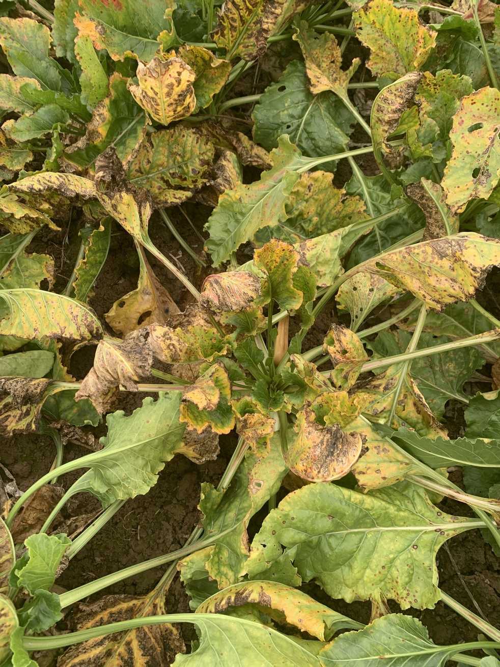 Beet yellows virus