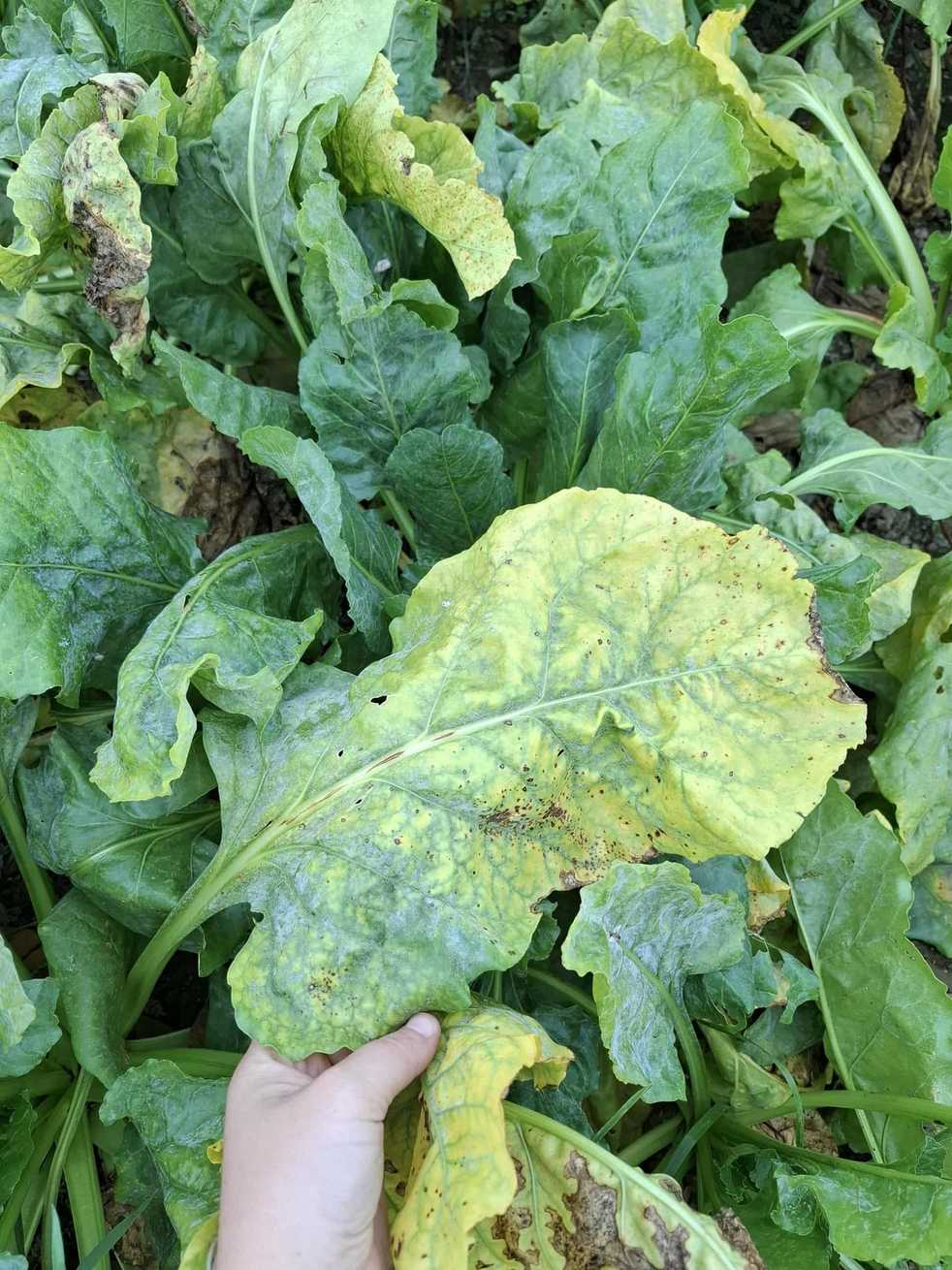 Beet yellows virus
