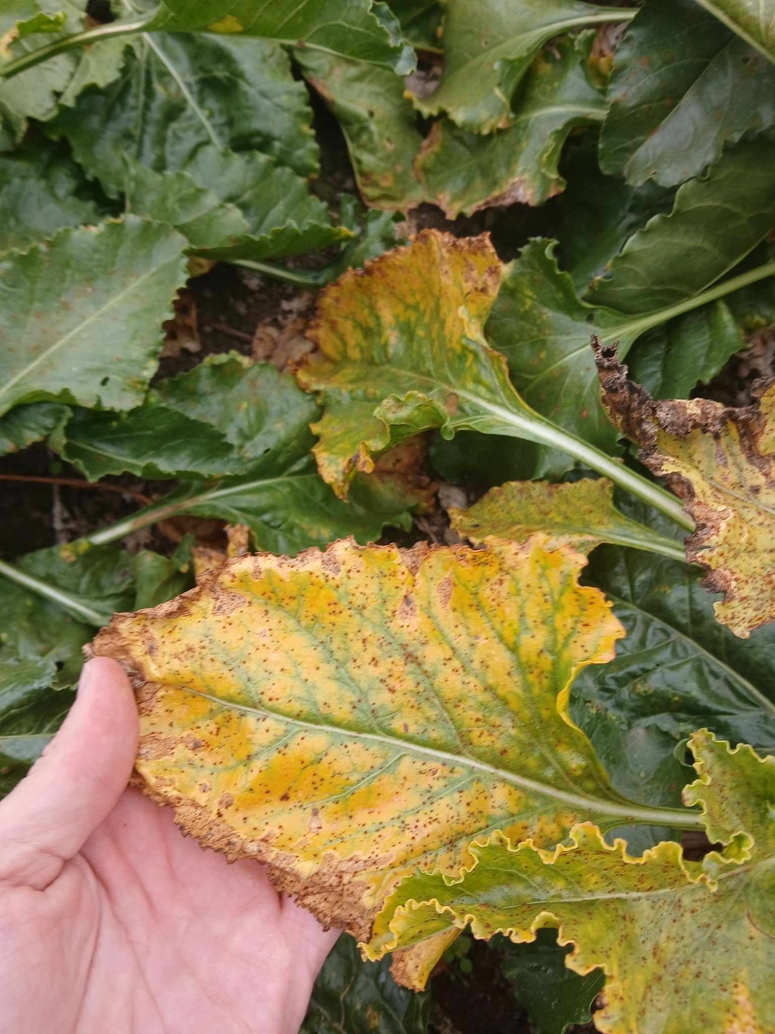 Beet yellows virus
