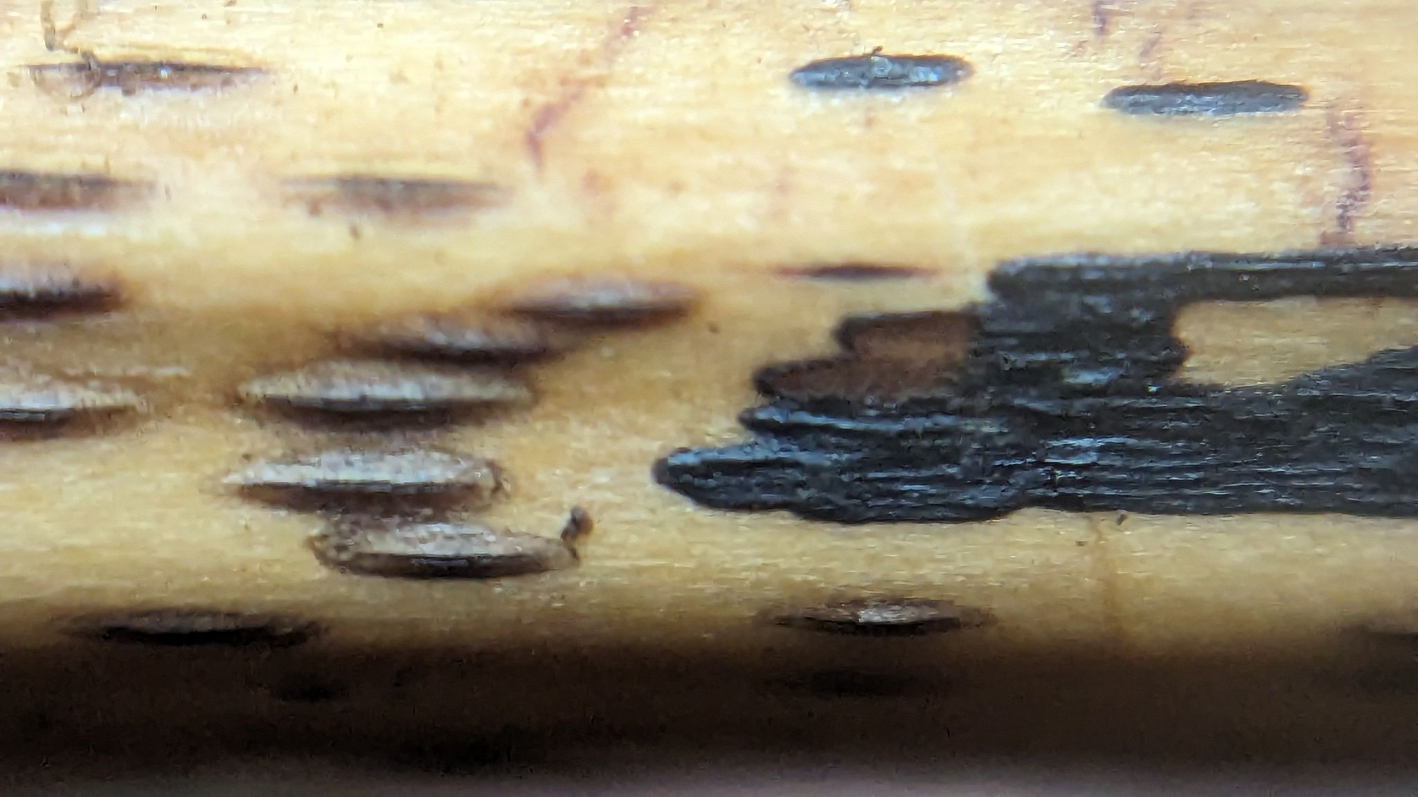 Rhopographus filicinus