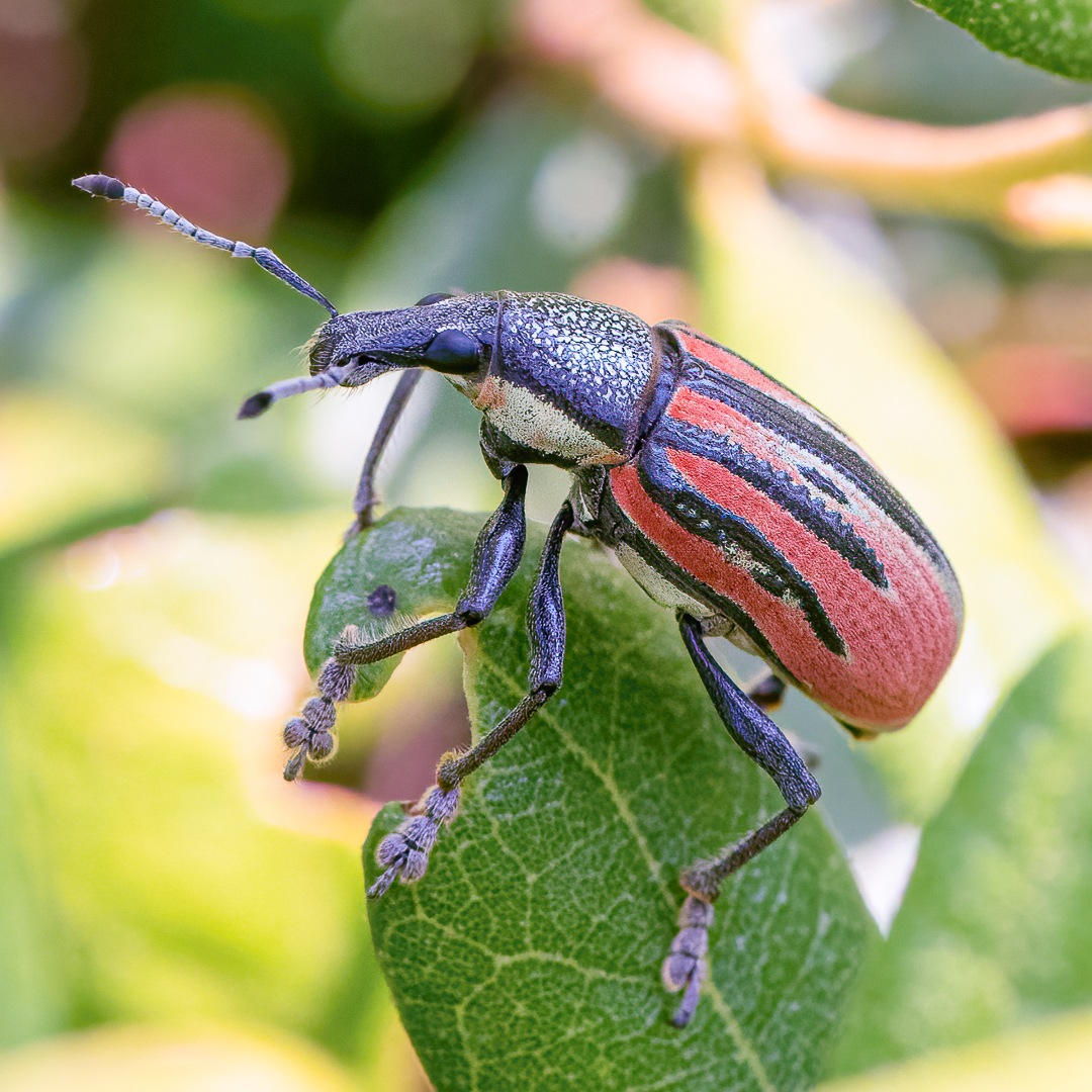 Diaprepes abbreviatus
