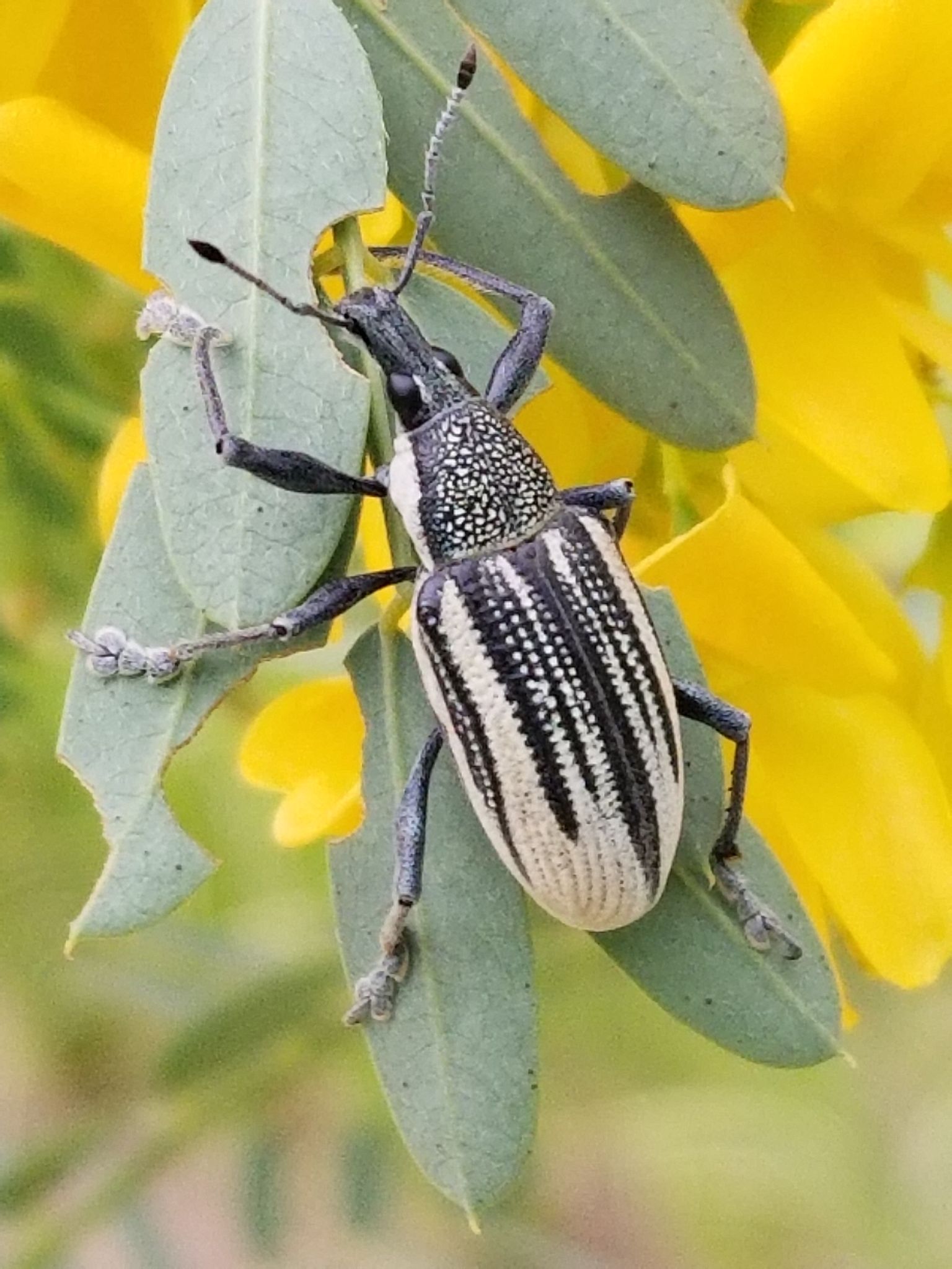 Diaprepes abbreviatus