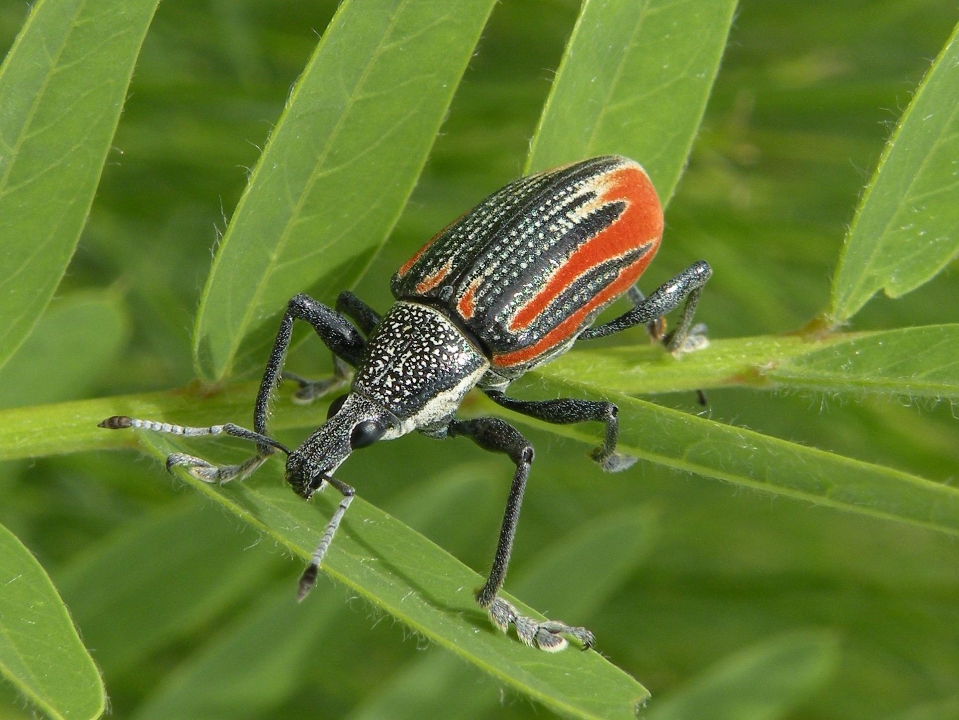 Diaprepes abbreviatus