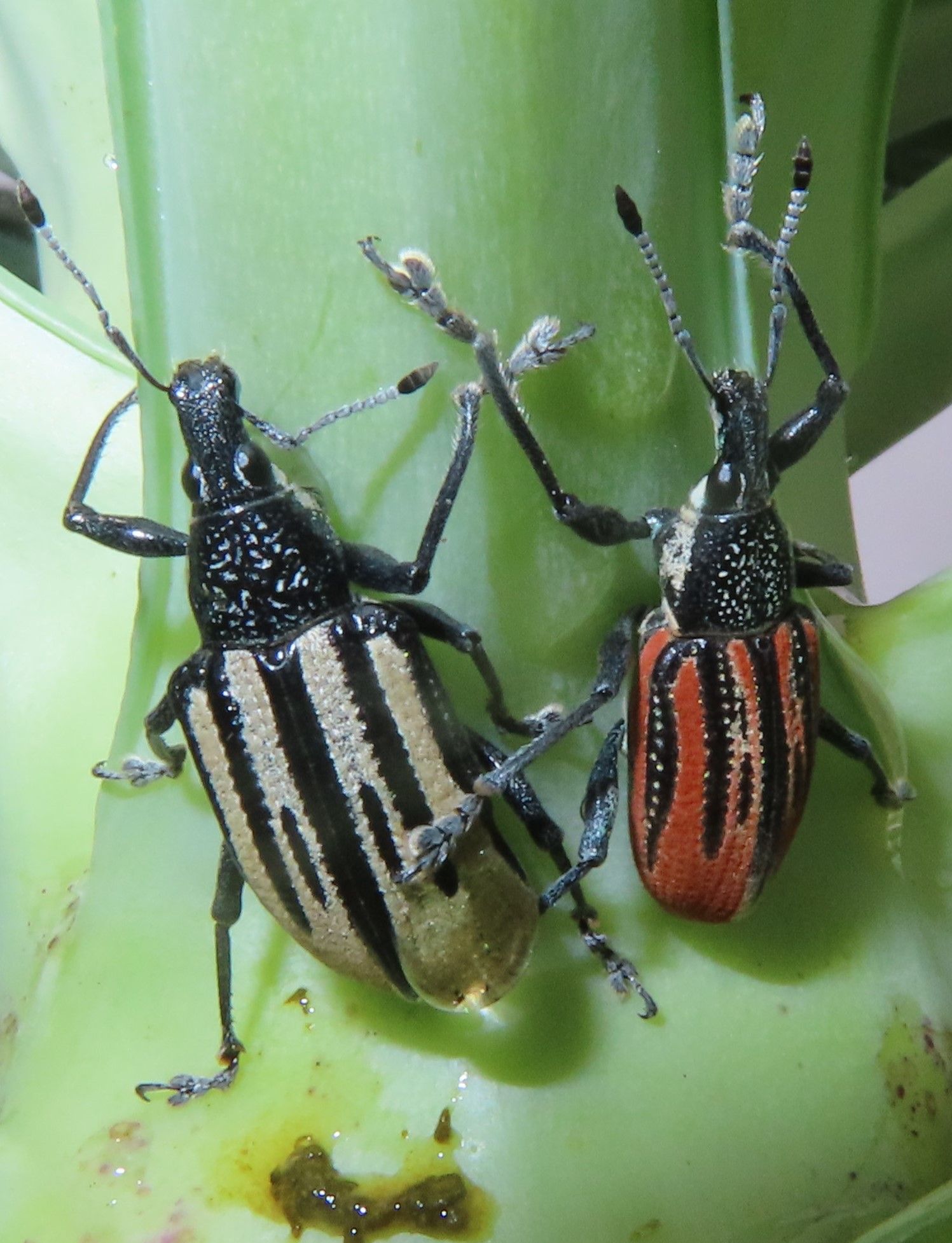 Diaprepes abbreviatus