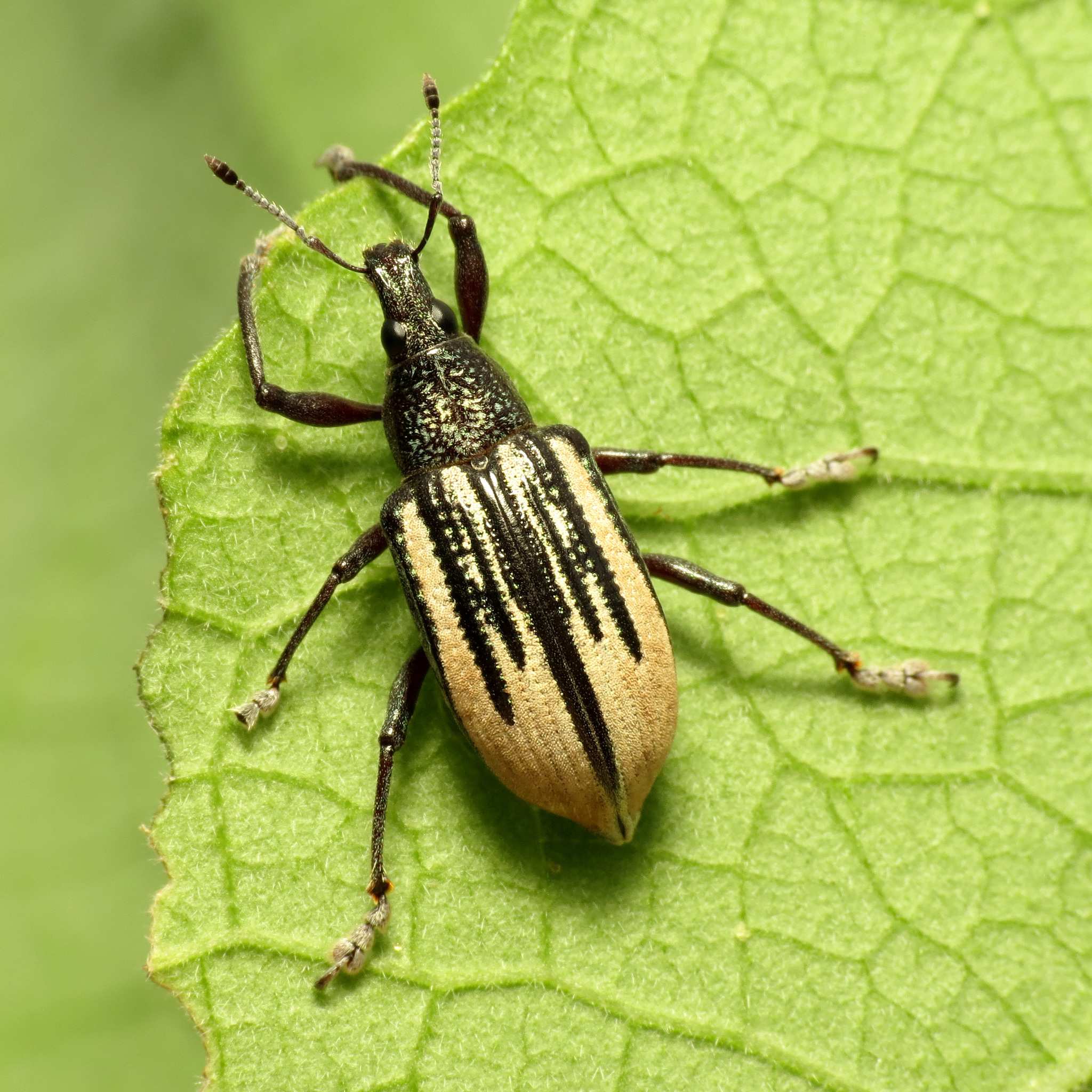 Diaprepes abbreviatus