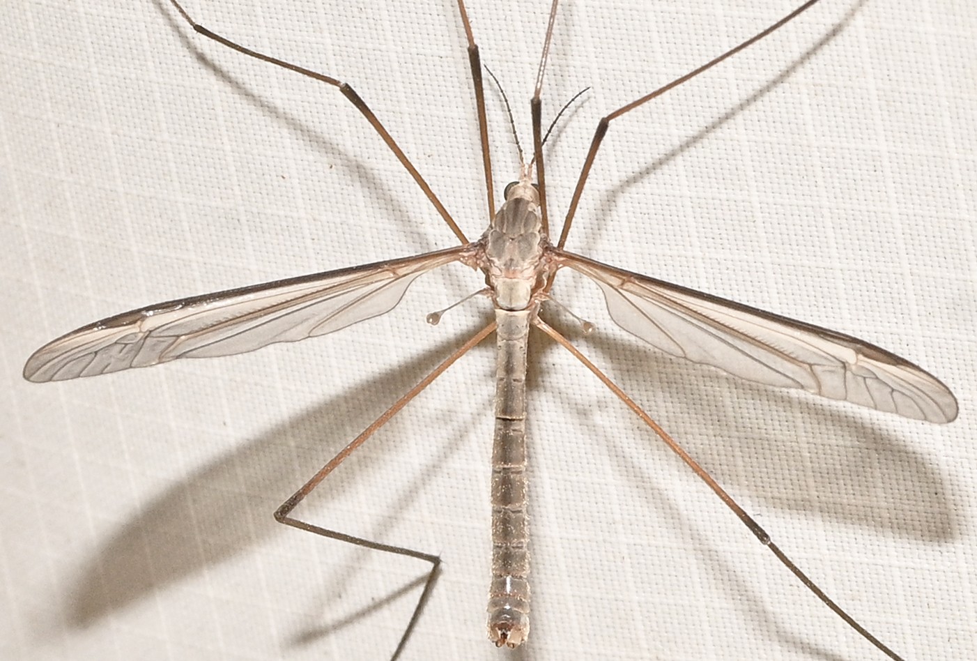 Tipula oleracea