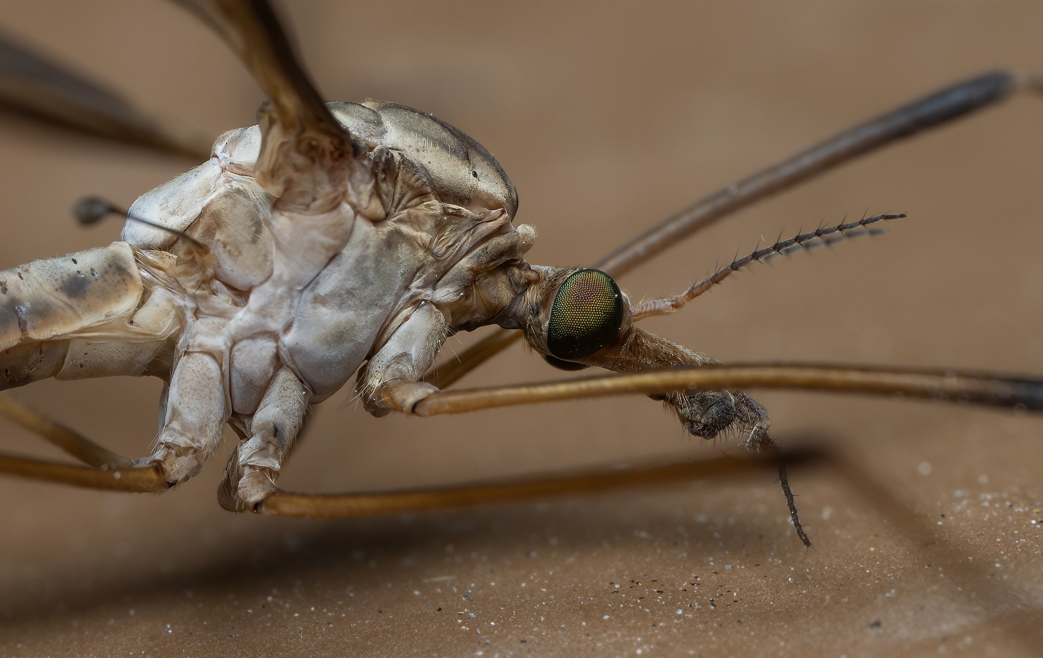 Tipula oleracea