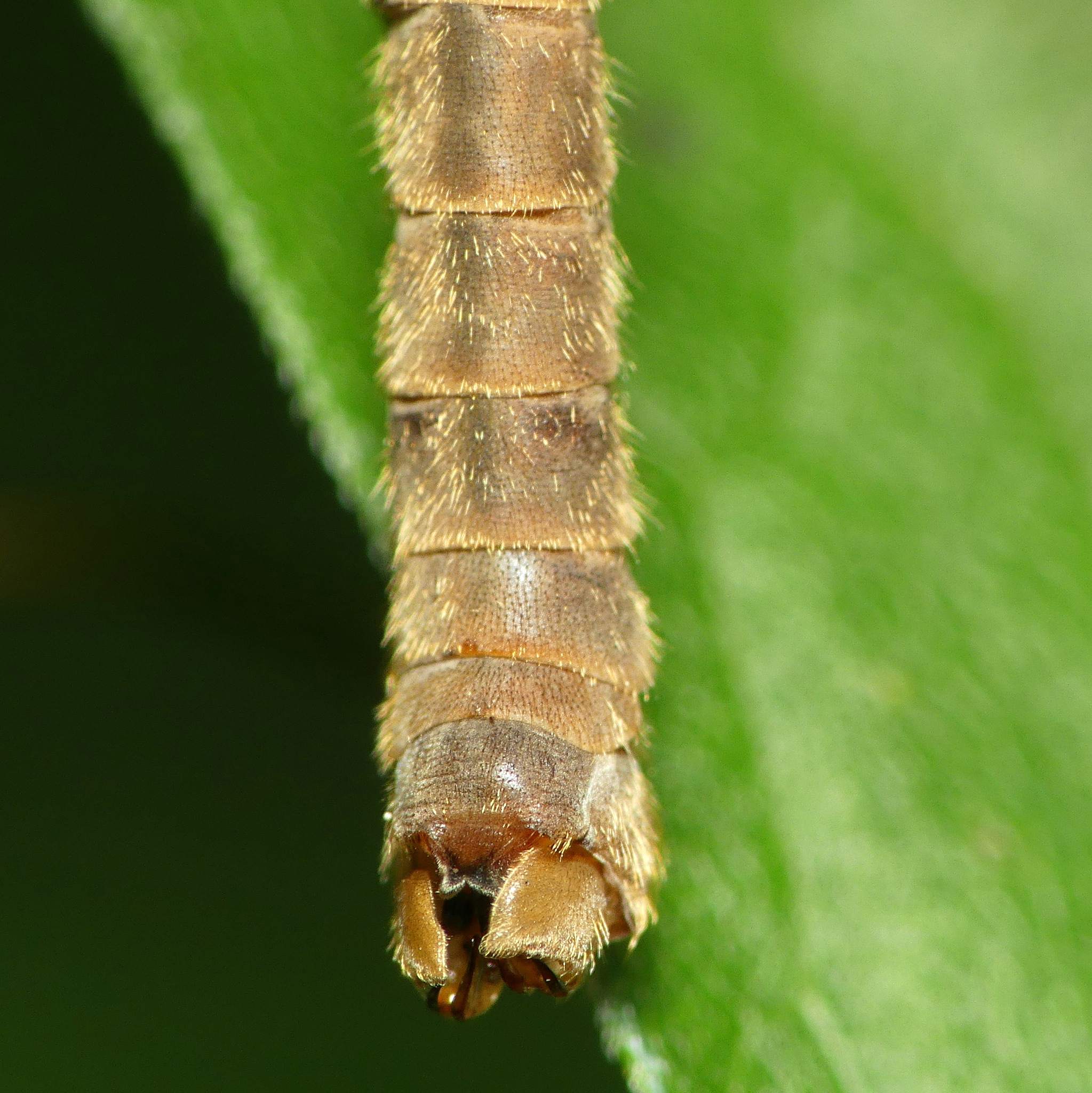 Tipula oleracea
