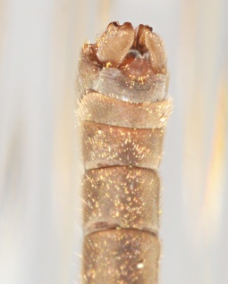 Tipula oleracea