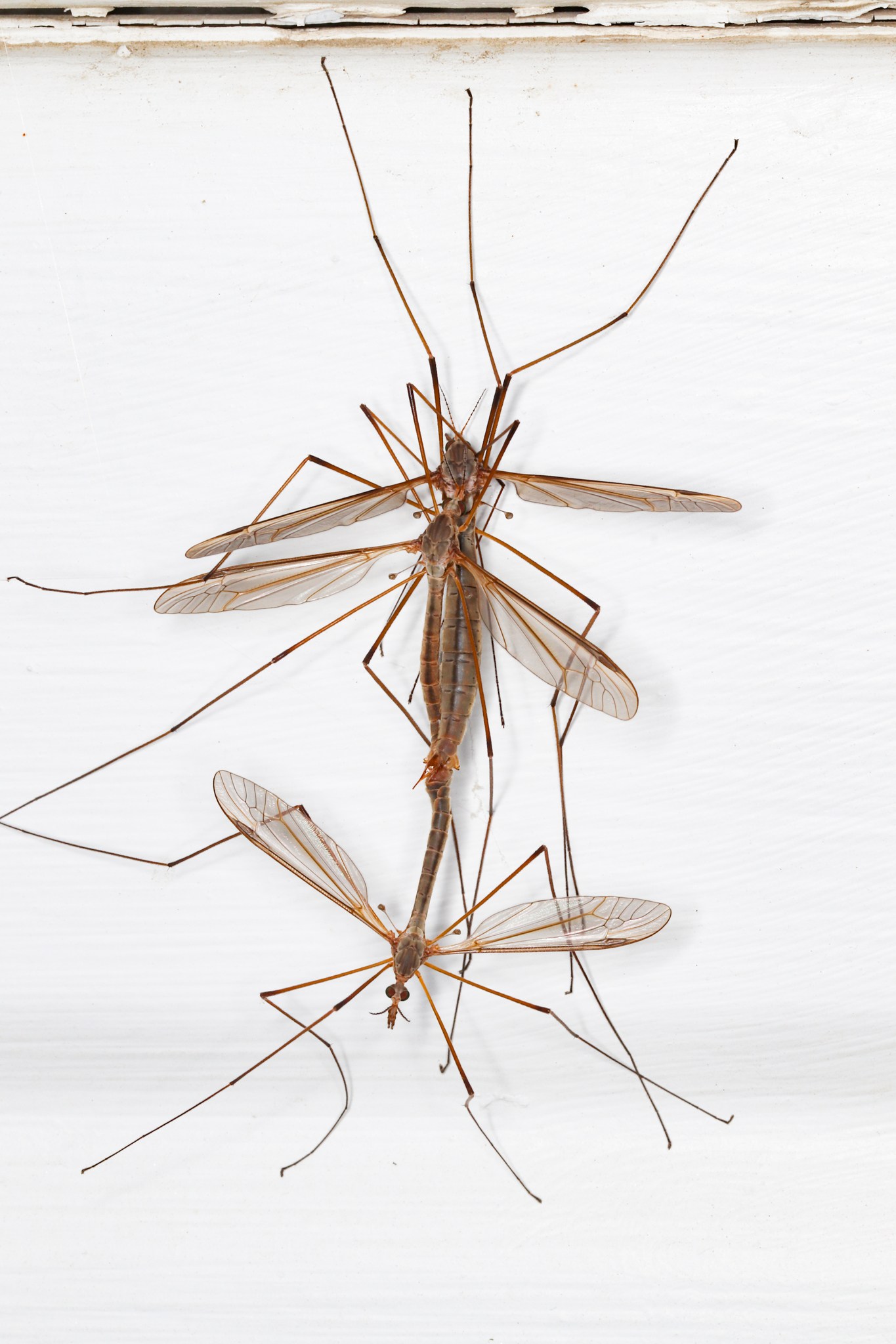 Tipula oleracea