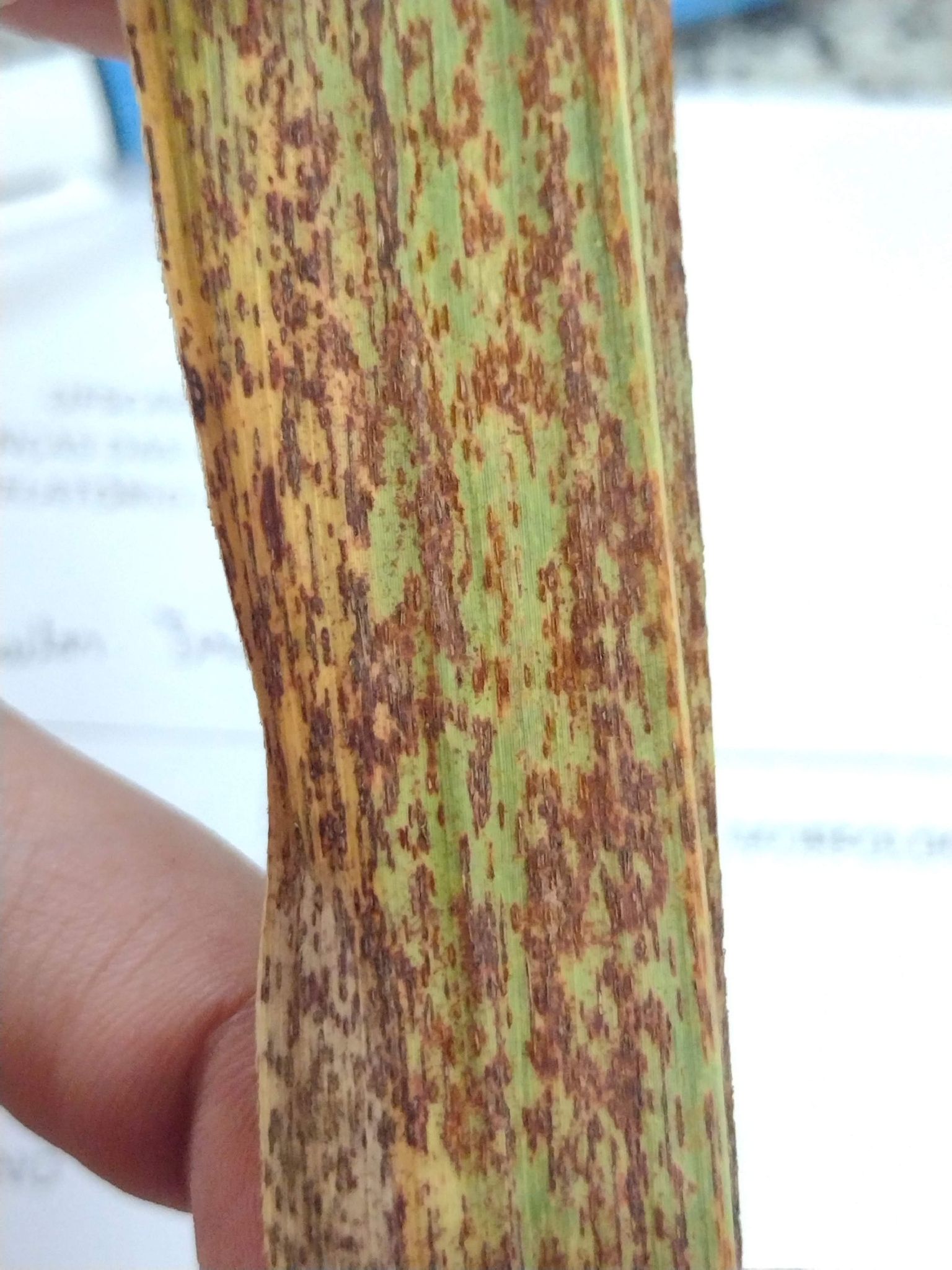 Puccinia melanocephala
