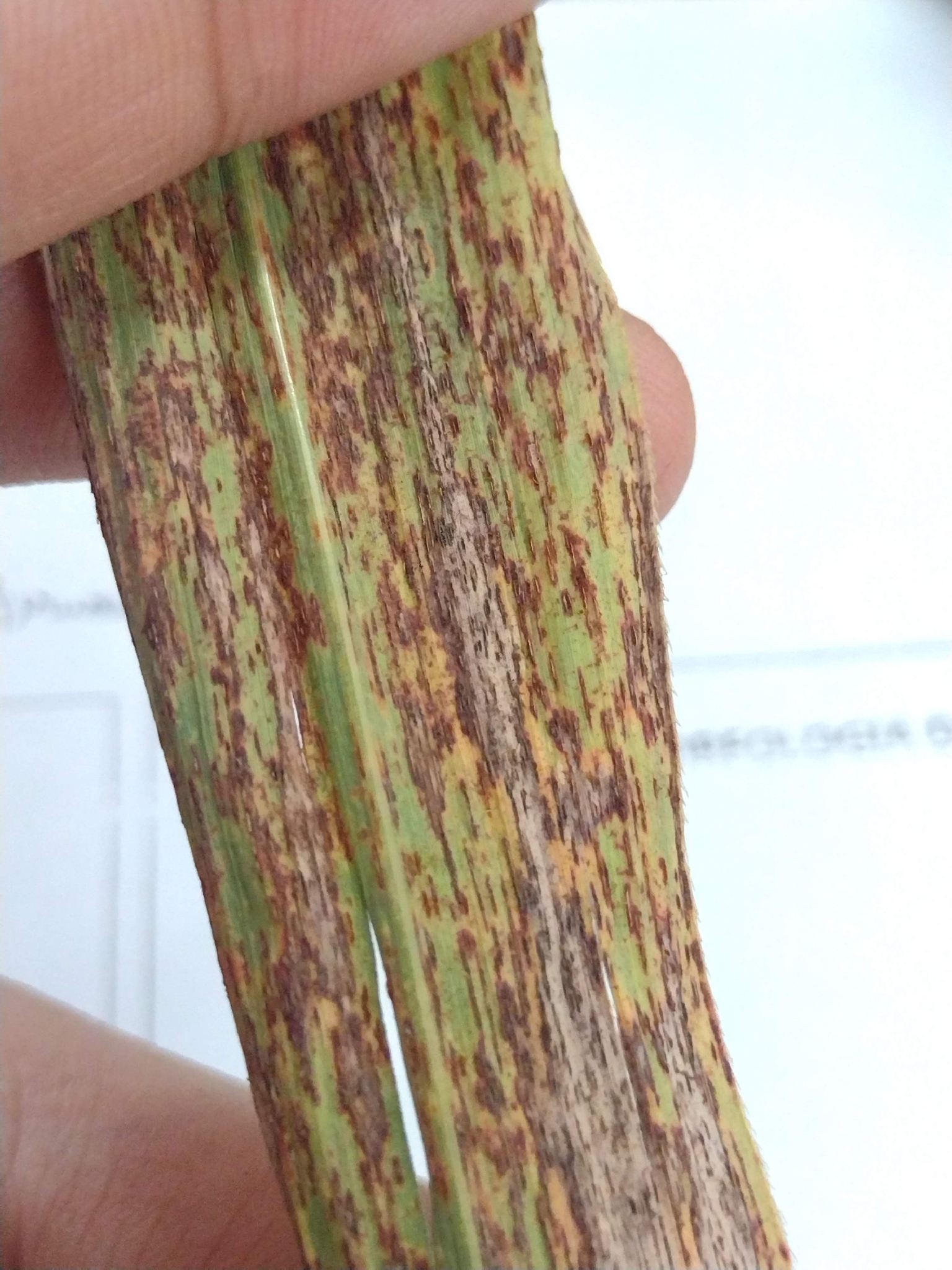 Puccinia melanocephala