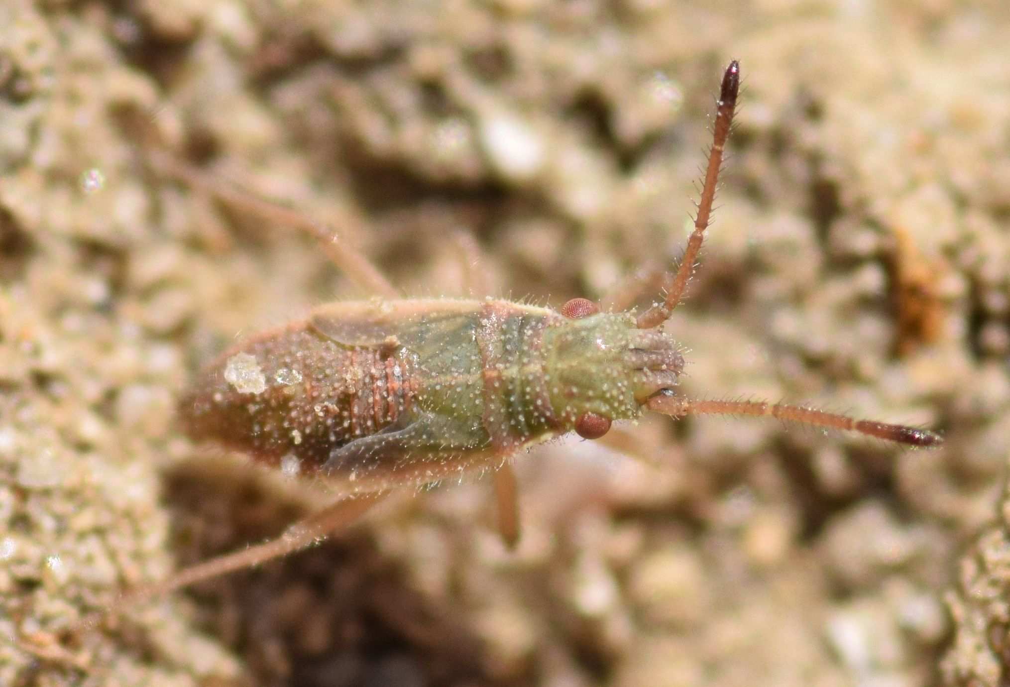 Agraphopus lethierryi
