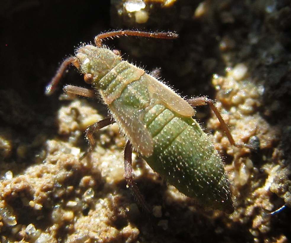 Agraphopus lethierryi