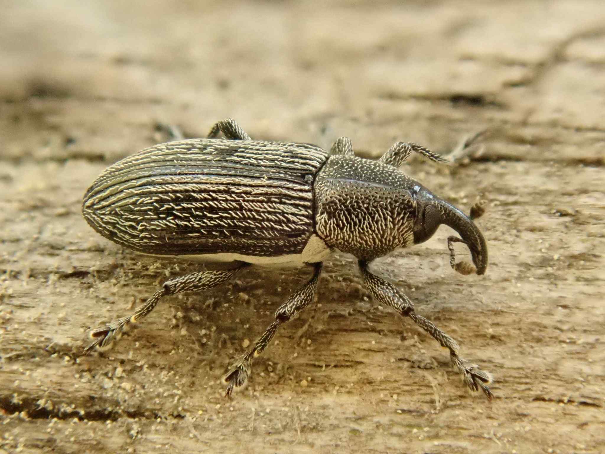 Limnobaris