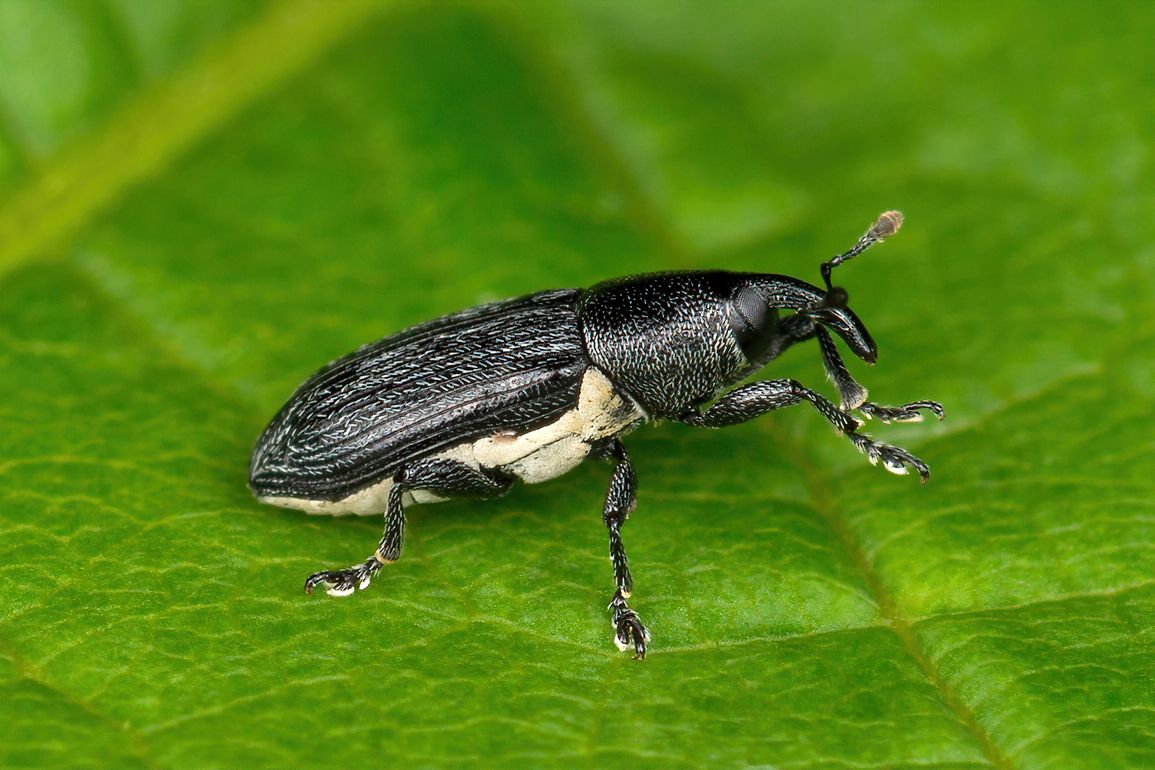 Limnobaris