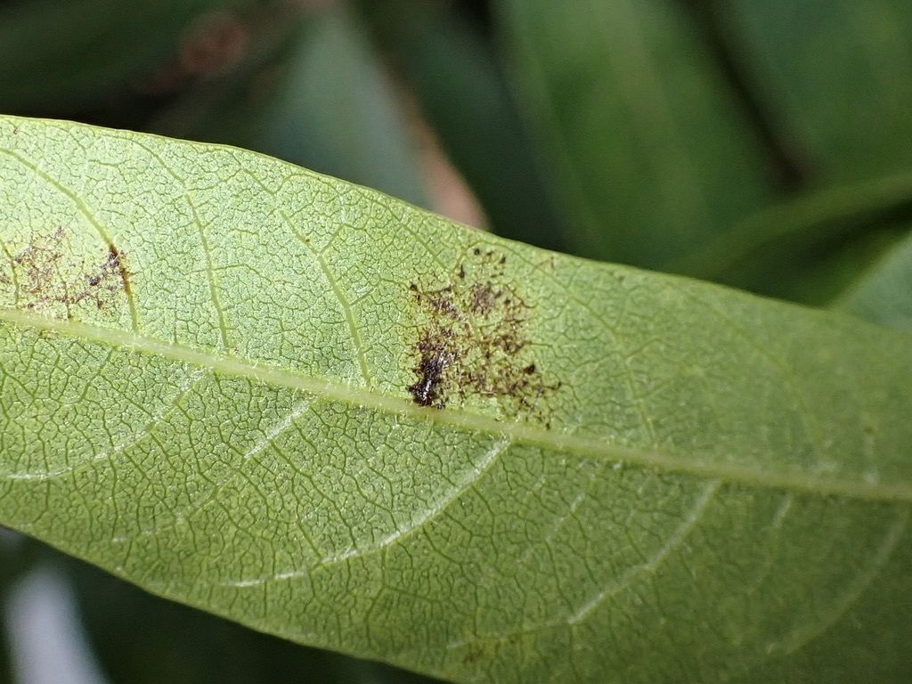 Pseudocercospora pistacina
