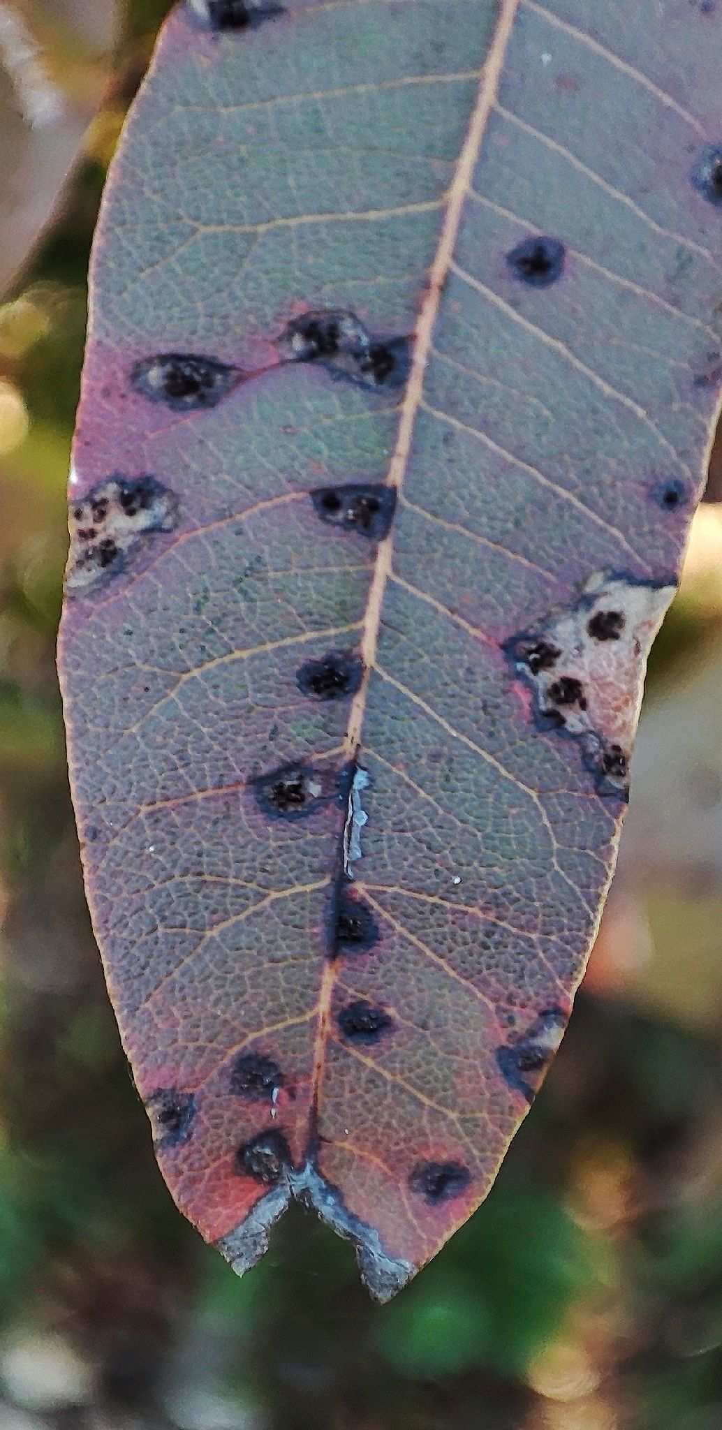 Pseudocercospora pistacina