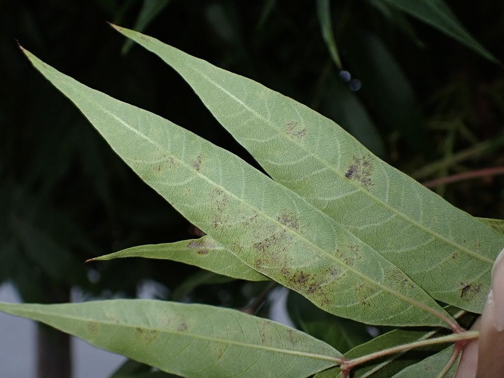 Pseudocercospora pistacina