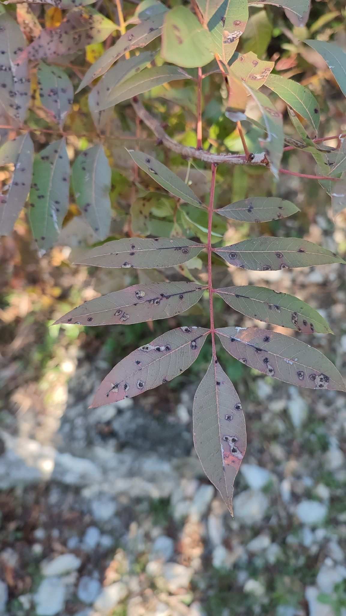 Pseudocercospora pistacina