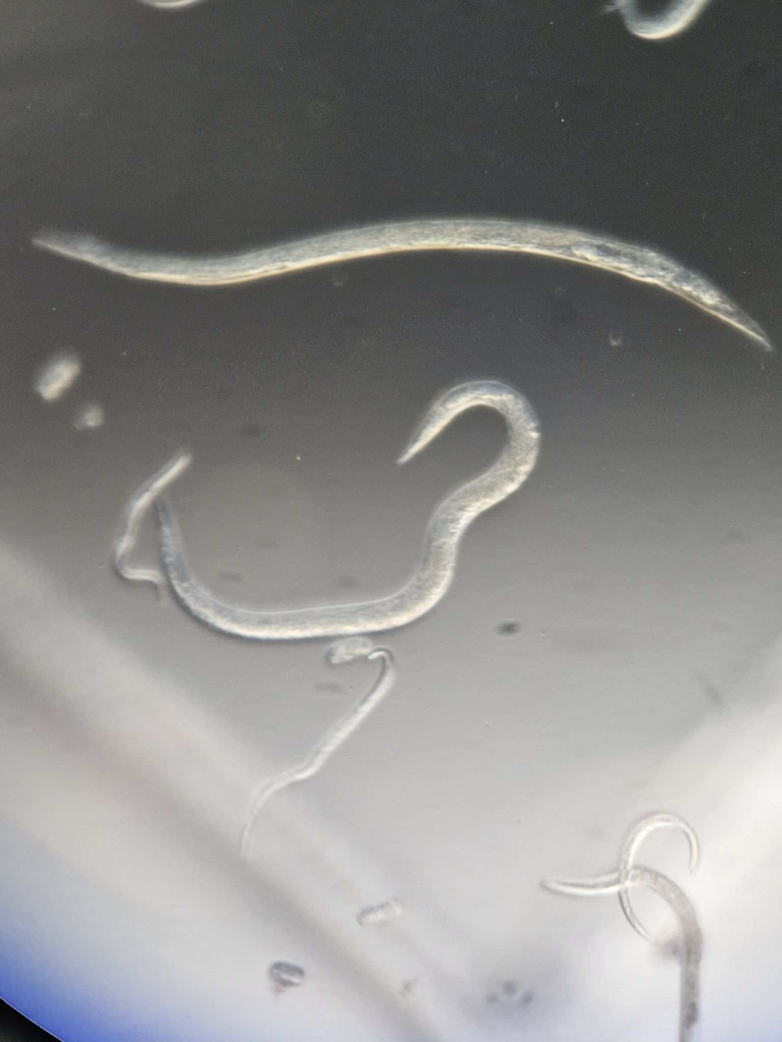 Ditylenchus destructor