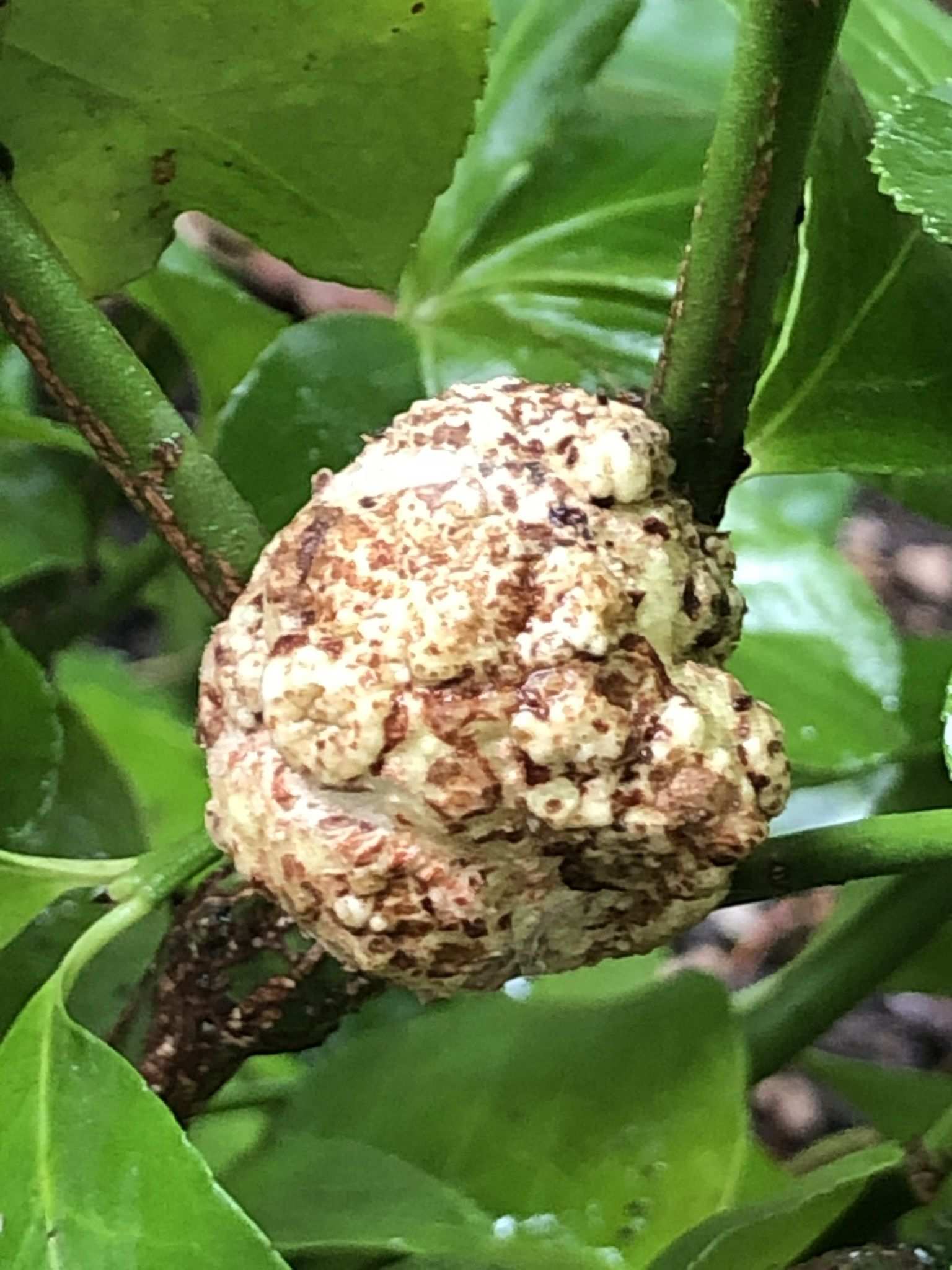 Agrobacterium radiobacter