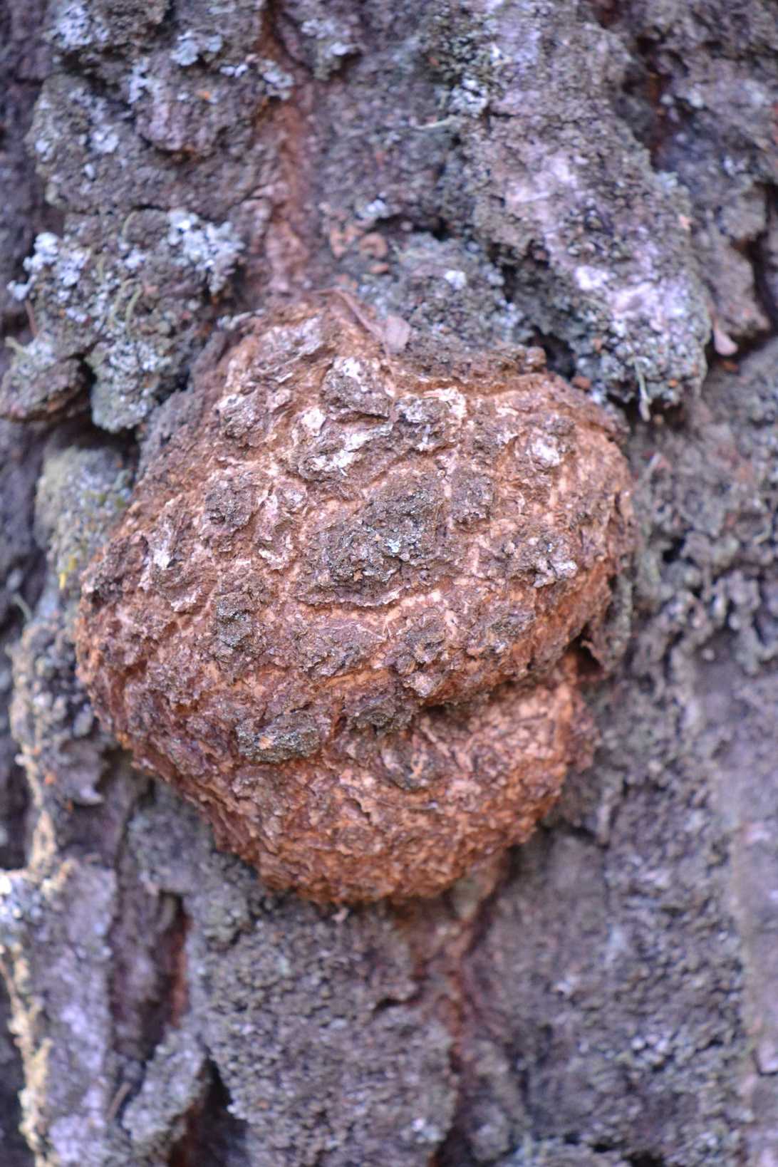 Agrobacterium radiobacter