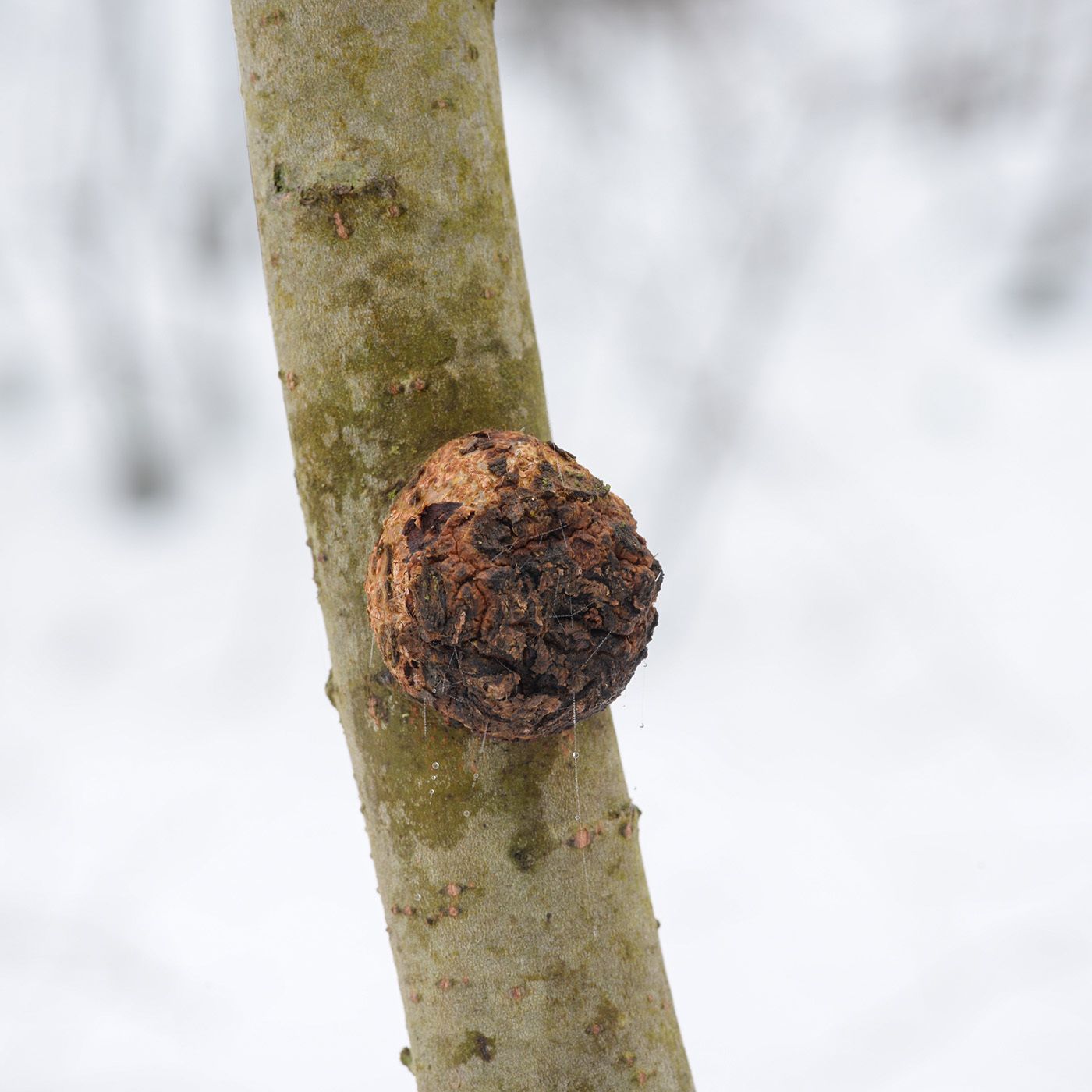Agrobacterium radiobacter