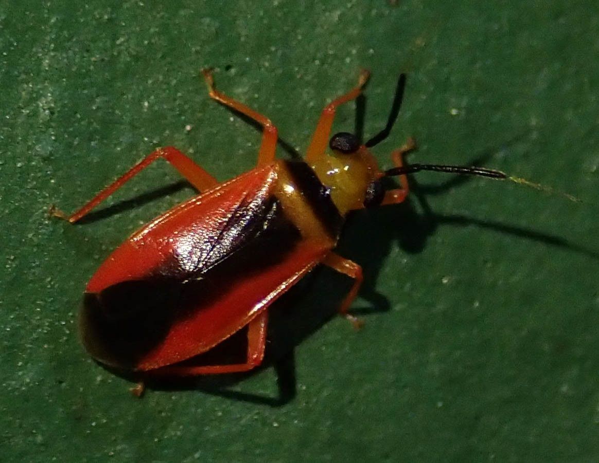 Neella