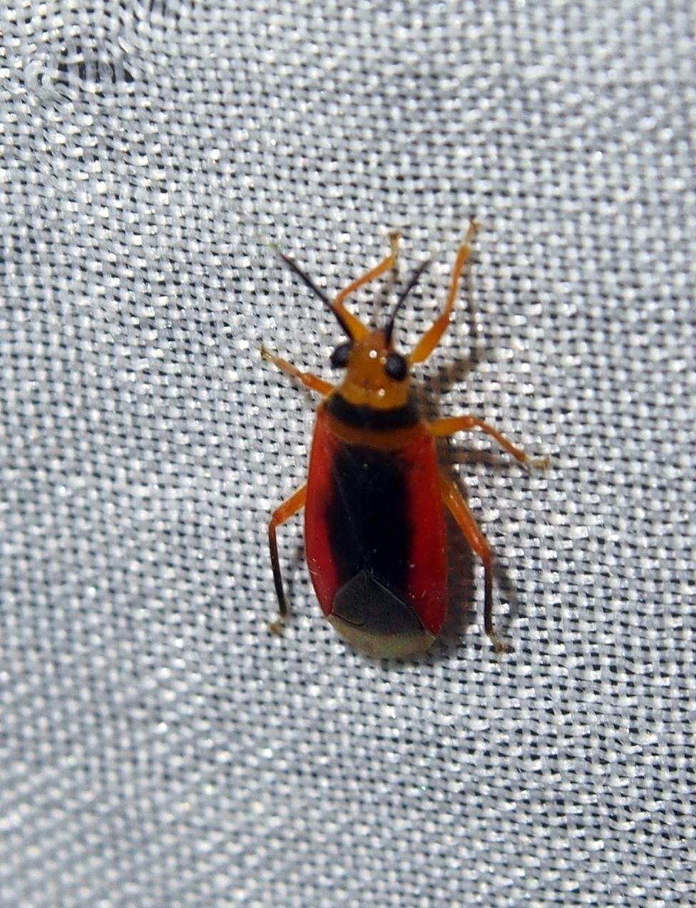 Neella