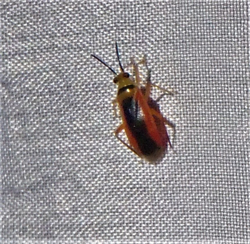 Neella