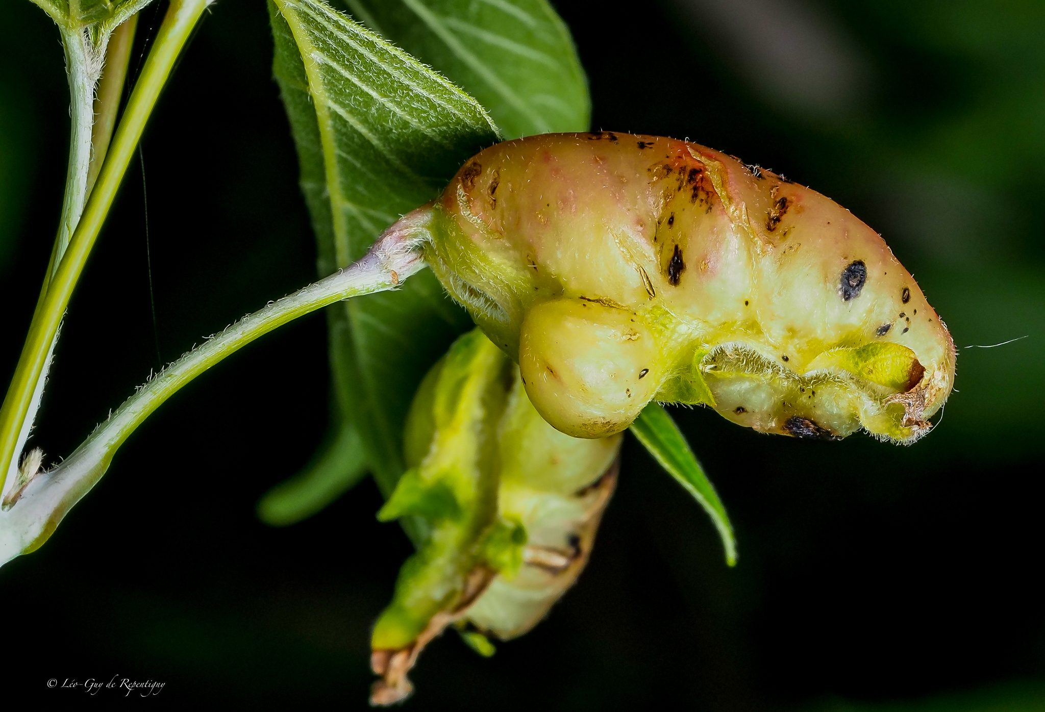 Cecidomyia
