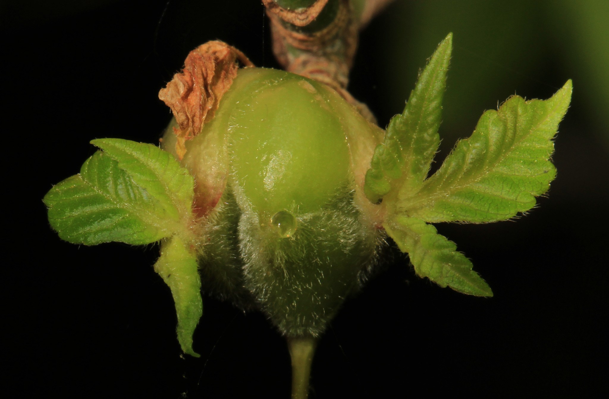 Cecidomyia