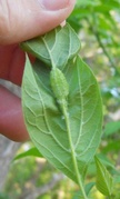 Cecidomyia