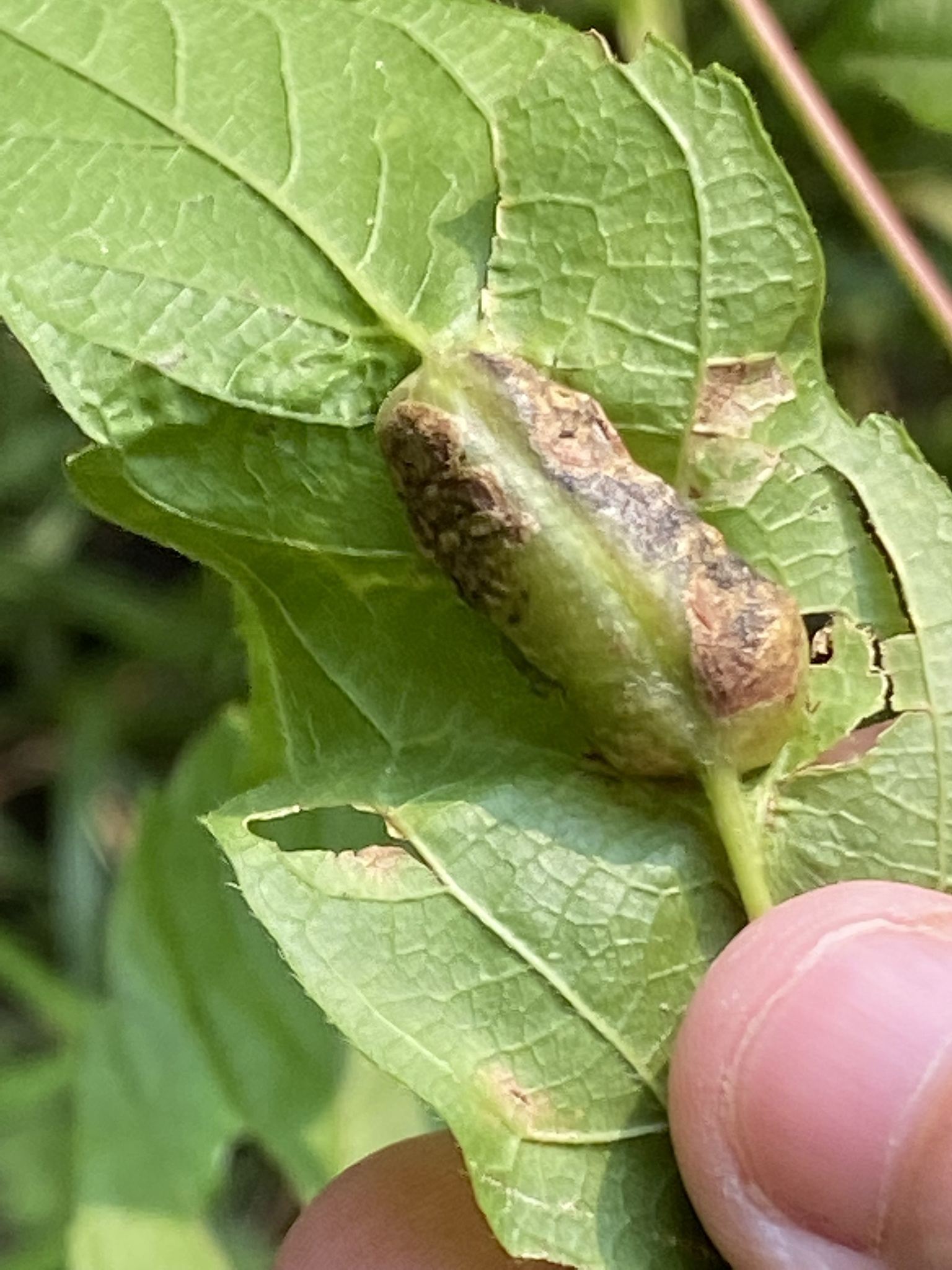 Cecidomyia
