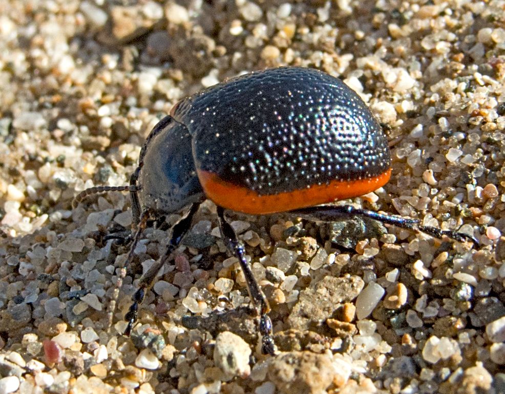 Chrysolina gypsophilae