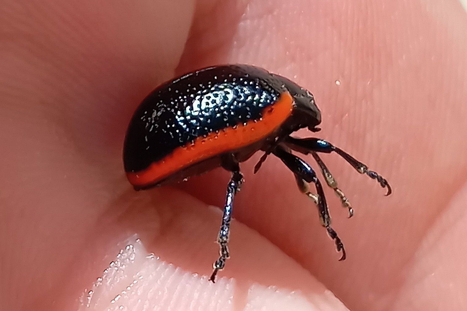 Chrysolina gypsophilae