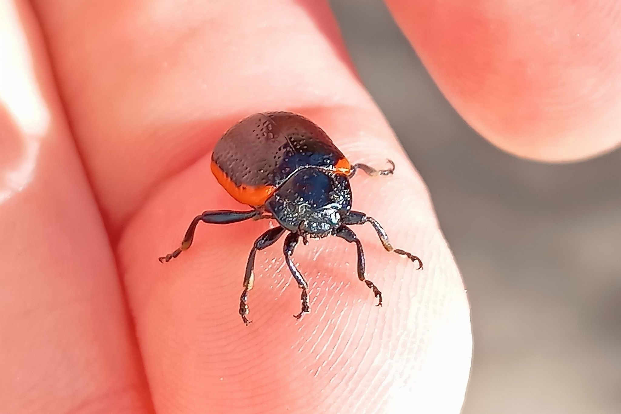 Chrysolina gypsophilae