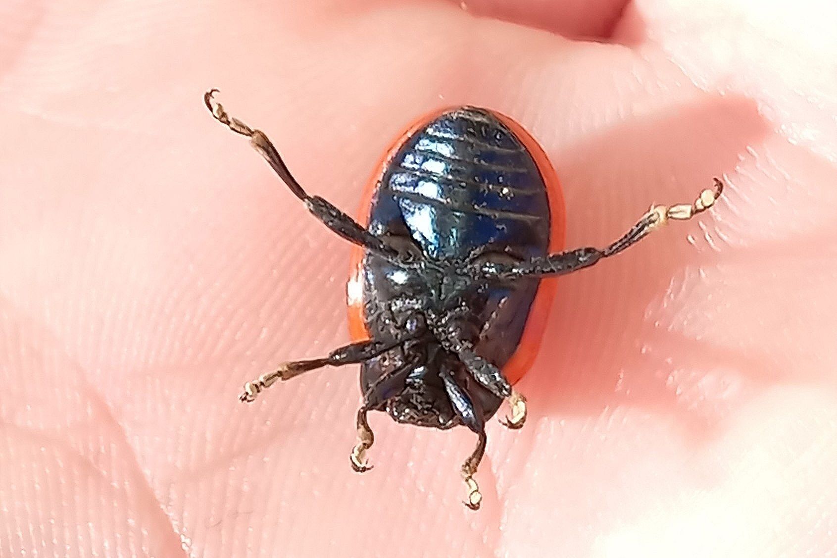 Chrysolina gypsophilae