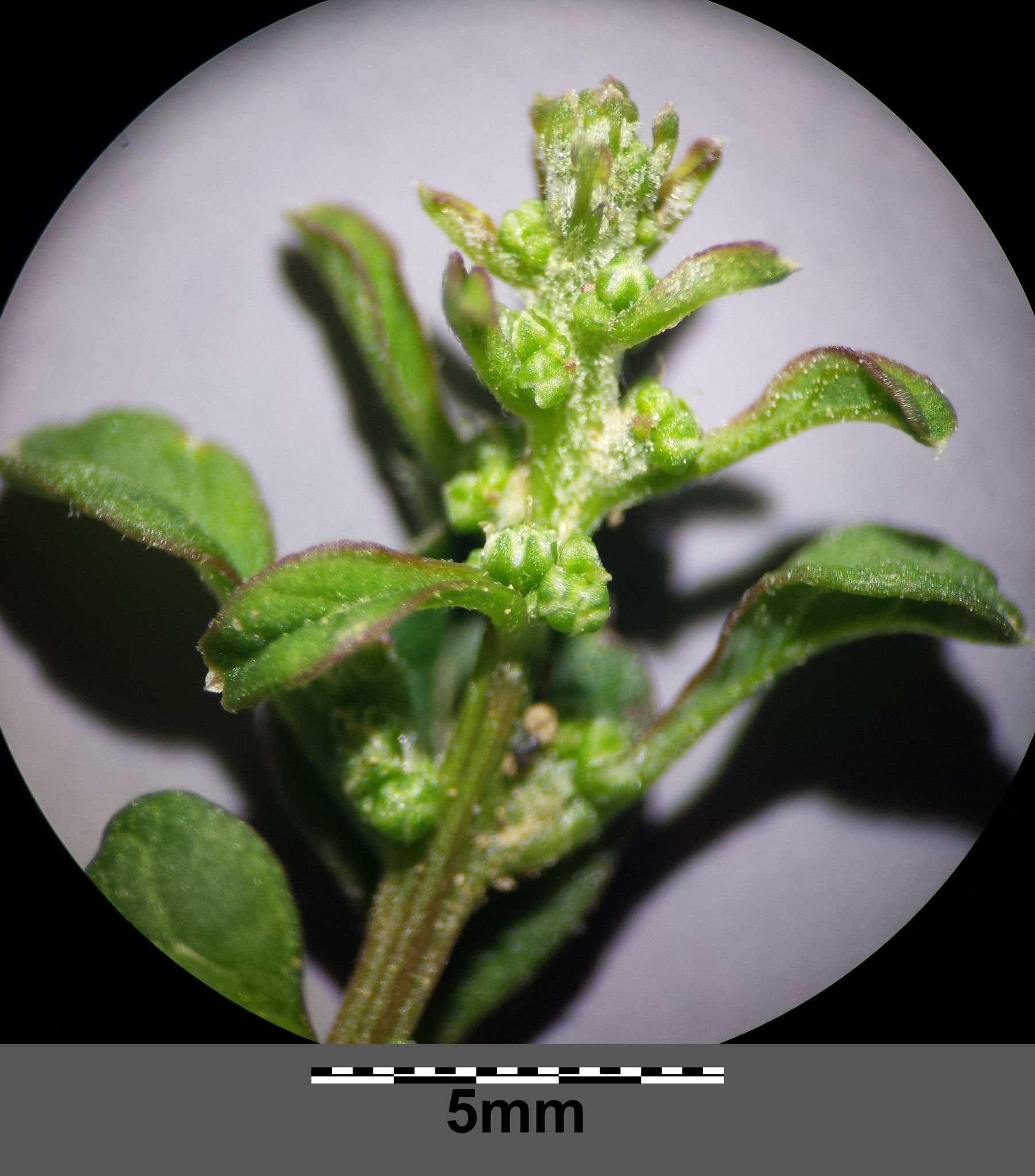 Lipandra polysperma