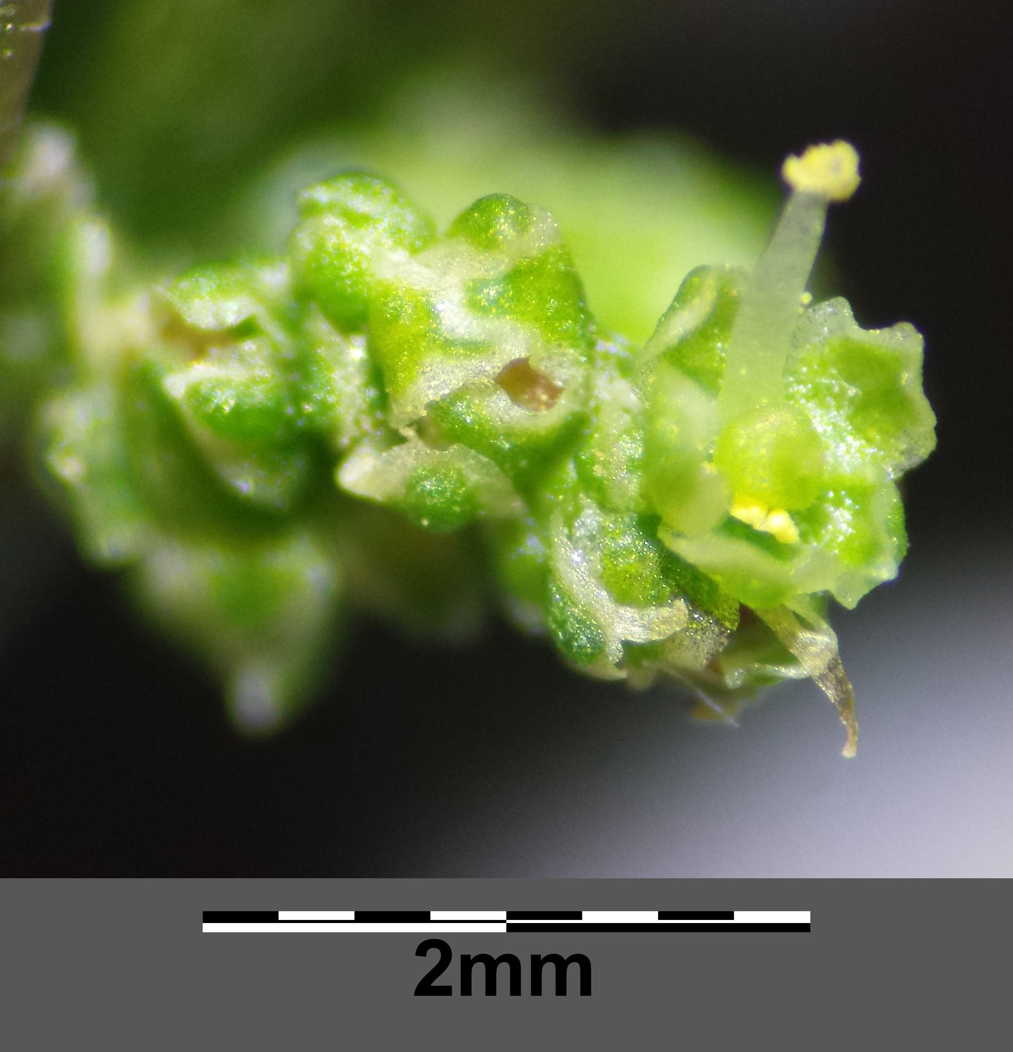 Lipandra polysperma