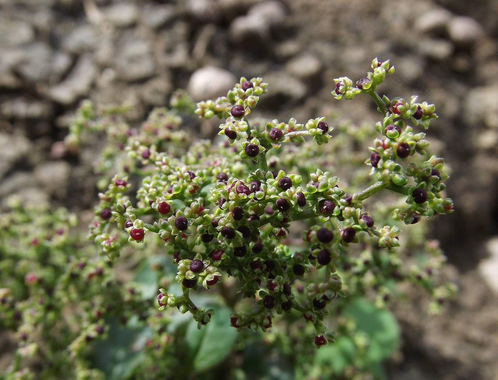 Lipandra polysperma