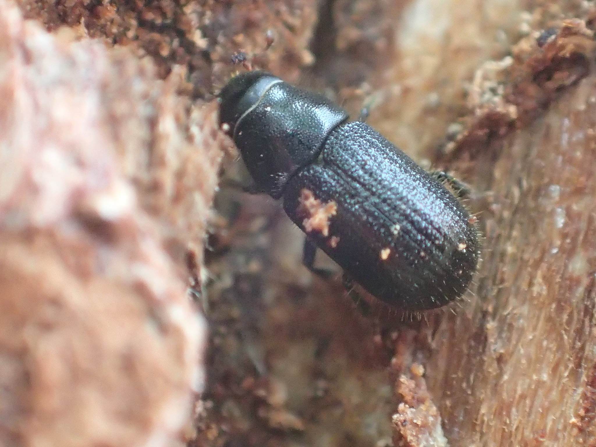 Dendroctonus rufipennis