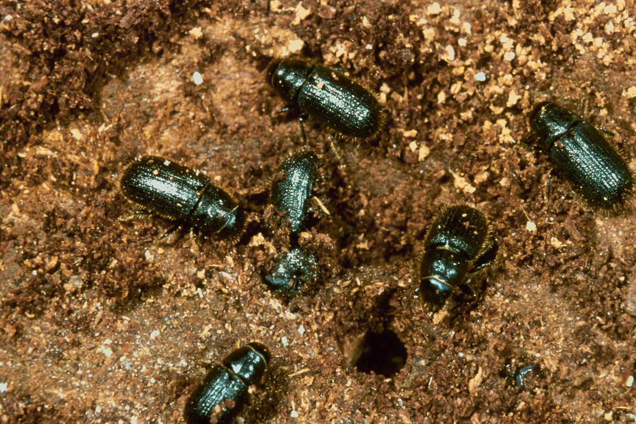 Dendroctonus rufipennis