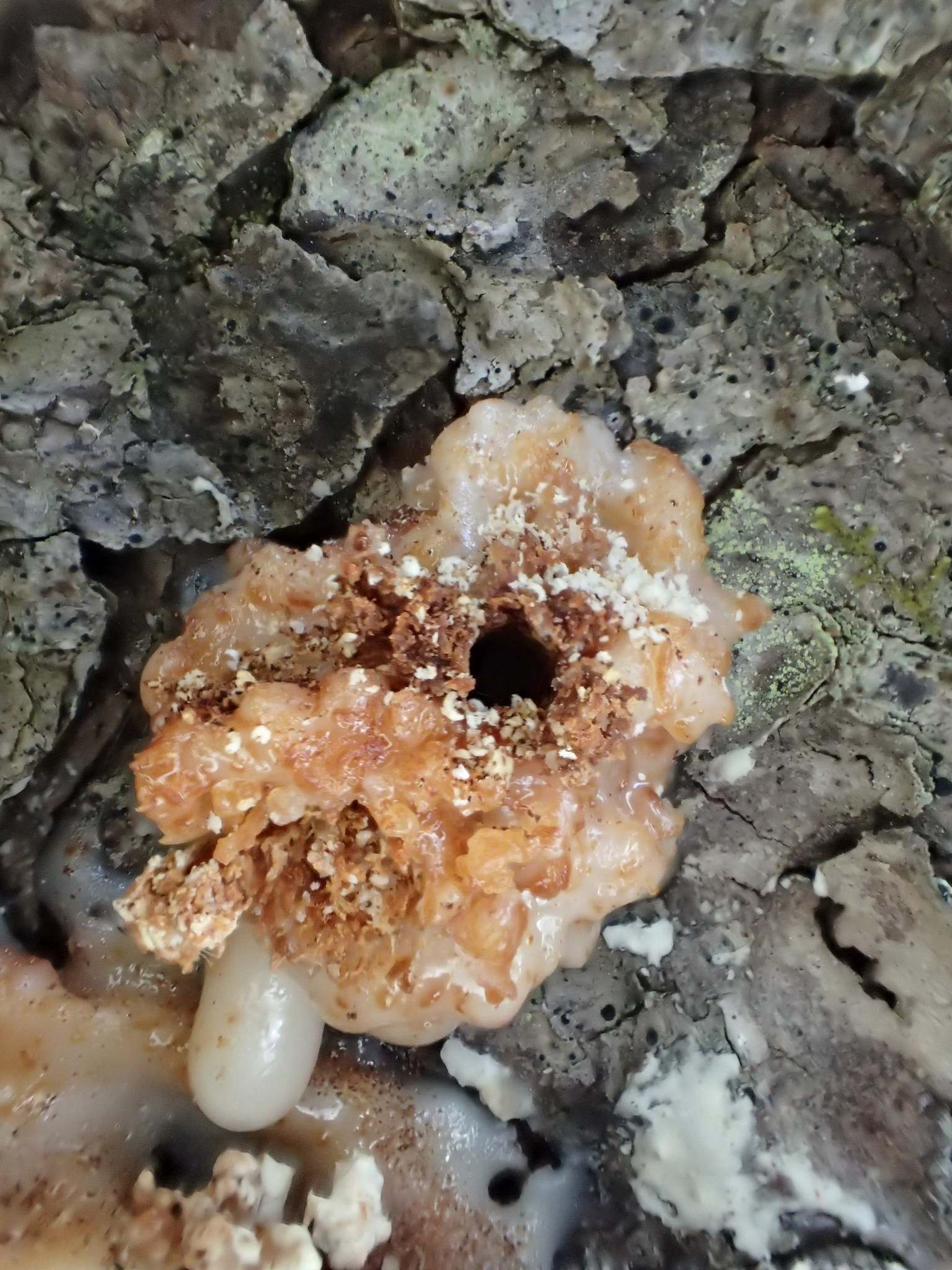 Dendroctonus rufipennis