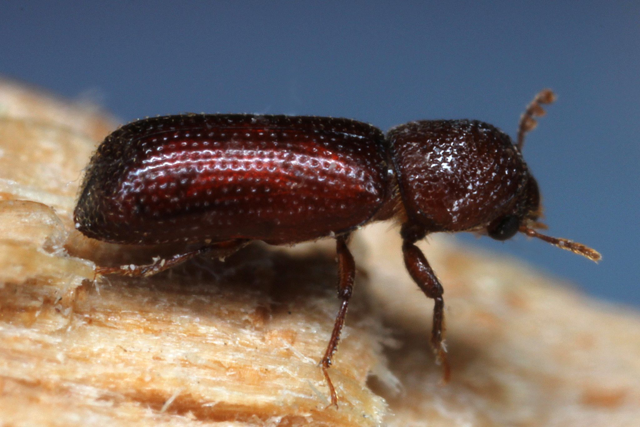 Rhyzopertha dominica