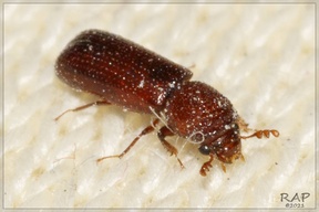 Rhyzopertha dominica