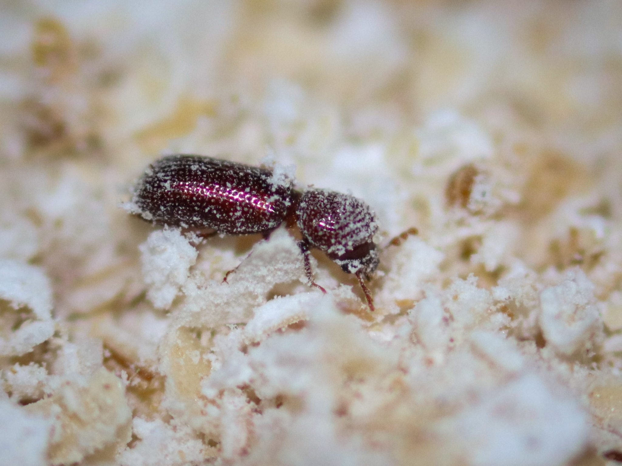Rhyzopertha dominica