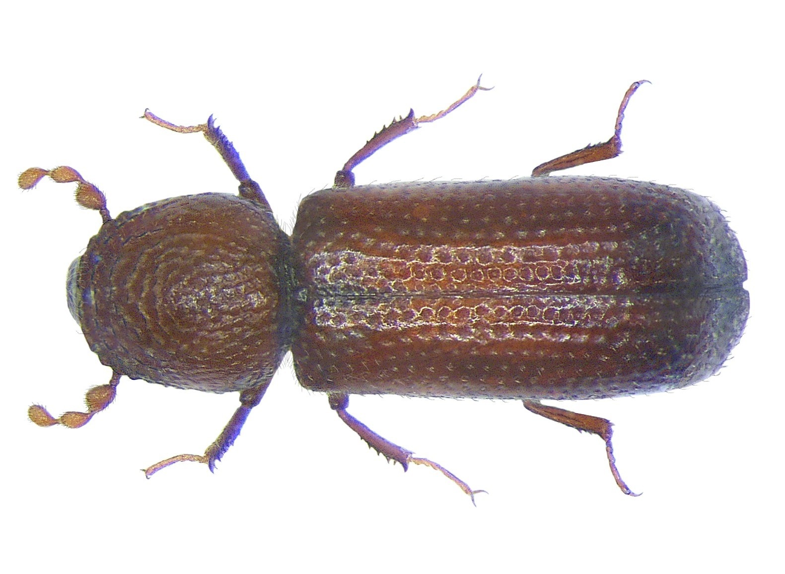 Rhyzopertha dominica