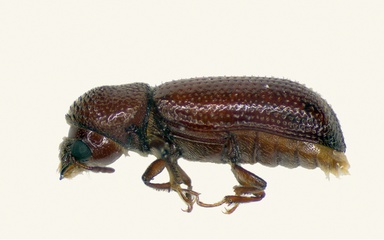 Rhyzopertha dominica